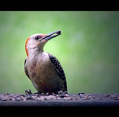 grateful dead throwing stones